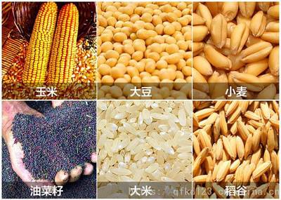一机多用 中药材、种子与坚果筛选除杂的高效解决方案